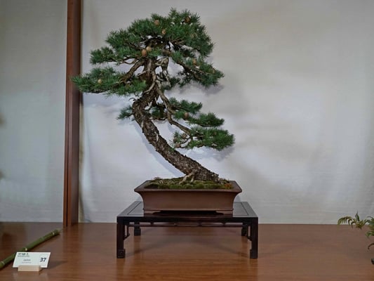 37 - Larix decidua - Bonsai Club Amici del Verde
