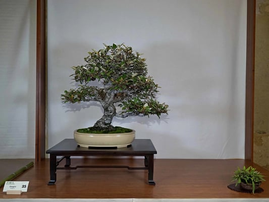 35 - Eleagno - Bonsai Club Amici del Verde