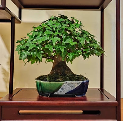 39 - Chomposizione shohin - Associazione Bonsai il Moro