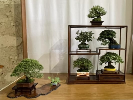 41 - Composizione shohin Fuji - Studio Botanico