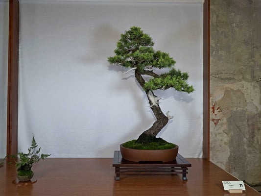 31 - Cedro - Associazione Arte e Cultura Bergamo Bonsai