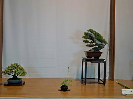 1 - Spirea & Pinus sylvestris - Bonsai Club Rivalta