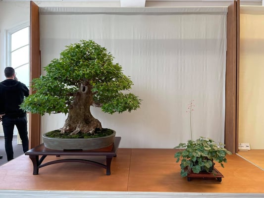 12 - Acero buergerianum - Bonsai Club Martesana