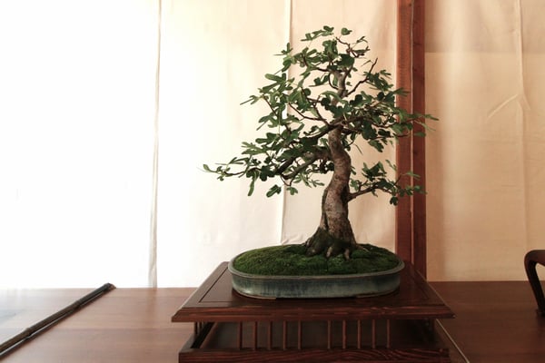 17. Ficus carica - Bonsai Club Somma