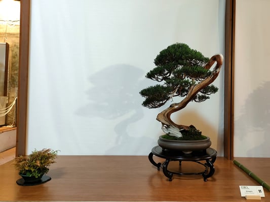 11 - Juniperus chinensis - Jikan En Bonsai Laboratory