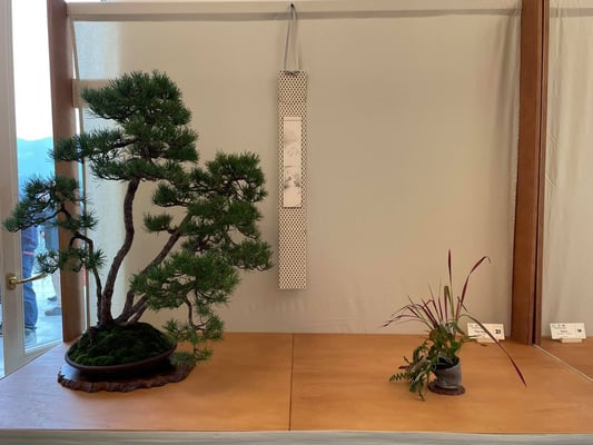 21 - Pino mugo - Amici del Bonsai Castellanza