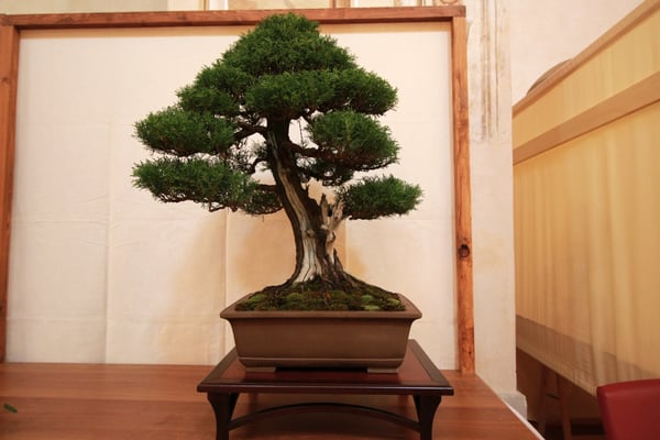 14. Cipresso - Bonsai Club Martesana
