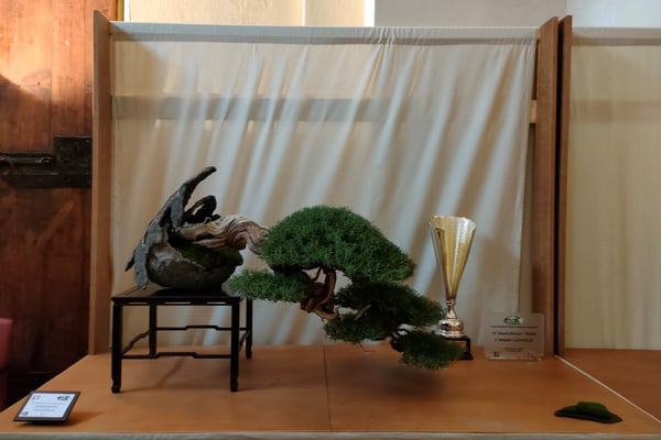 1. Rosmarino - Bonsai de Gnidel