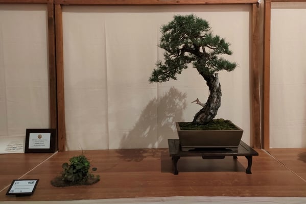 18. Pino silvestre - Bonsai Club Somma