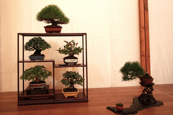 40. Composizione shohin - Associazione Bonsai il Moro