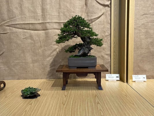 38 - Picea Abies - Associazione Bonsai il Moro