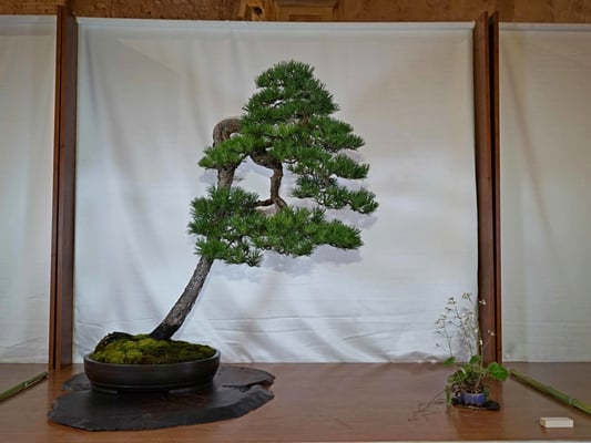 8 - Pinus sylvestris - Brianza Bonsai (Fuori concorso)