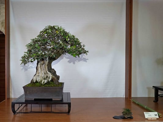 34 - Quercus Ilex - Brianza Bonsai