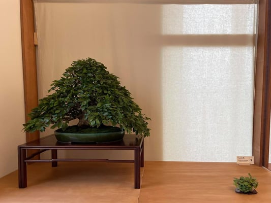 5 - Carpino coreano - Bonsai Club Amici del Verde