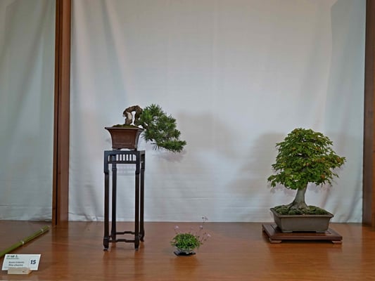 15 - Pinus sylvestris - Acer buergerianum - Bonsainsieme