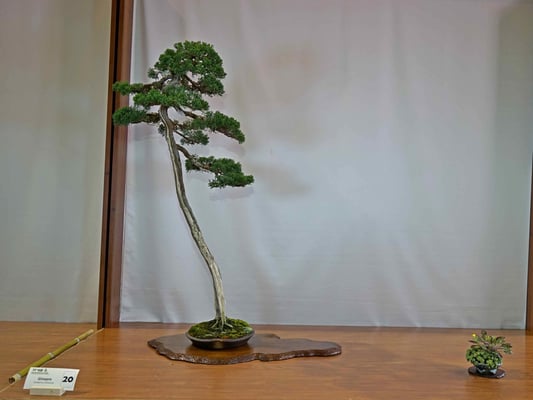 20 - Juniperus chinensis - Amici del Bonsai Castellanza