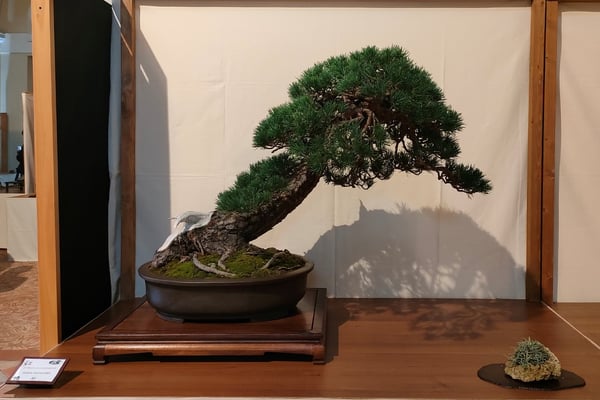 43. Pino silvestre - Futura Bonsai