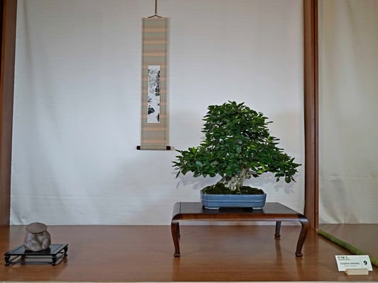 9 - Carpino coreano - Bonsai do Groane