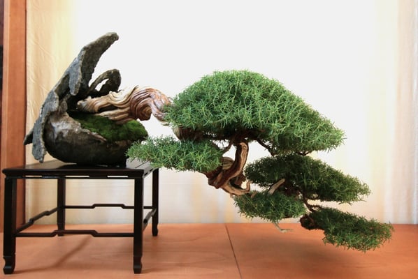 1. Rosmarino - Bonsai de Gnidel