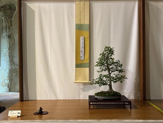 28 - Acero tridente - Bonsai Club Ticino (foto Nicola Crivelli)