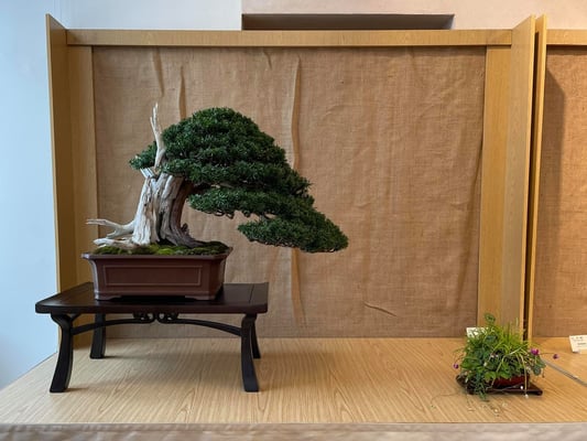 4 - Tasso cuspidata - Bonsai Club Amici del Verde