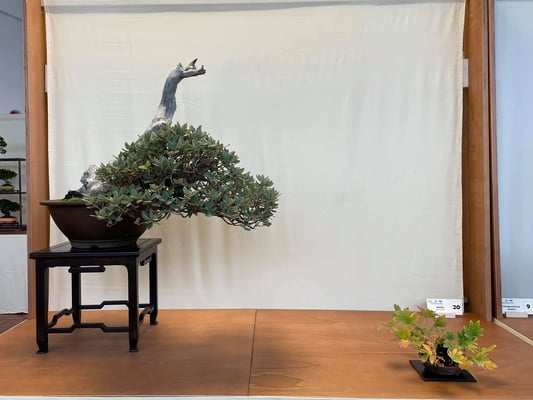 20 - Quercus ilex - Bonsainsieme