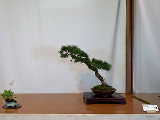 48 - Larix decidua - Bonsai Blu