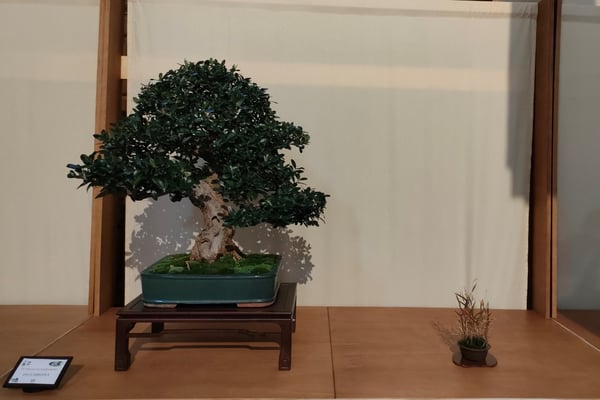 10. Ulivo (Olea europea) - Associazione Arte e Cultura Bergamo Bonsai