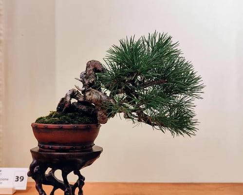 39 - Chomposizione shohin - Associazione Bonsai il Moro