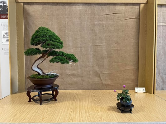 13 - Ginepro chinensis - Bonsai Club Martesana
