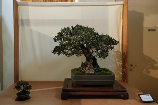 32. Quercus ilex - Brianza Bonsai