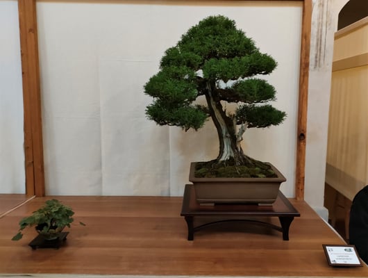 14. Cipresso - Bonsai Club Martesana