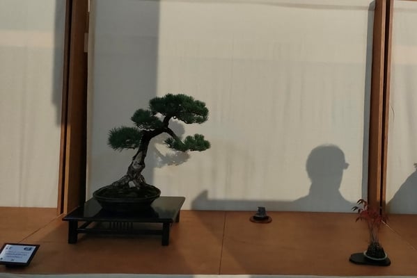20. Pino bianco giapponese pentaphilla - Amici del Bonsai Castellanza
