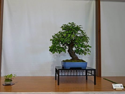 45 - Pseudocydonia sinensis - Bonsai Club Torino