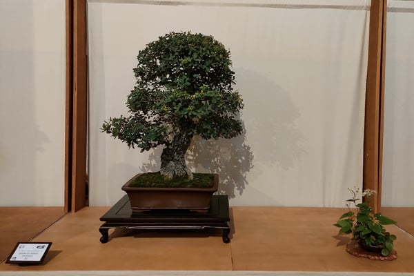 21. Sughera - Amici del Bonsai Castellanza