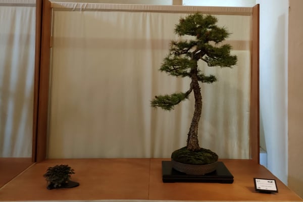 29. Larice - Bonsai Club Torino