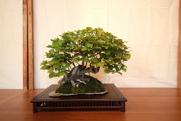 7. Faggio - Bonsai Blu