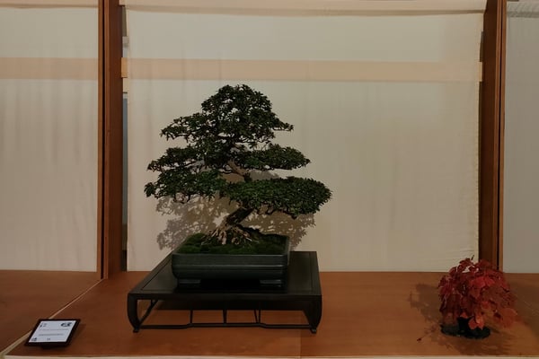 33. Azalea - Brianza Bonsai