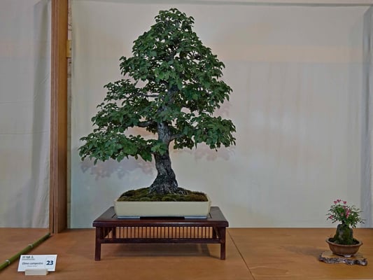 23 - Olmo campestre - Bonsai Club Alessandria