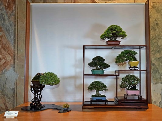 39 - Composizione shohin Fuji - Sesia Bonsai Club