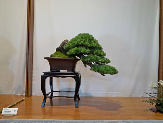 2 - Pinus sylvestris - Bonsai Club Rivalta