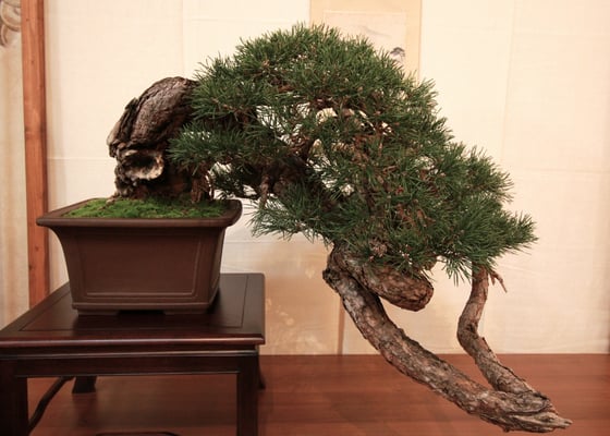 Pino silvestre - Gaetano Settembrini (fuori concorso)