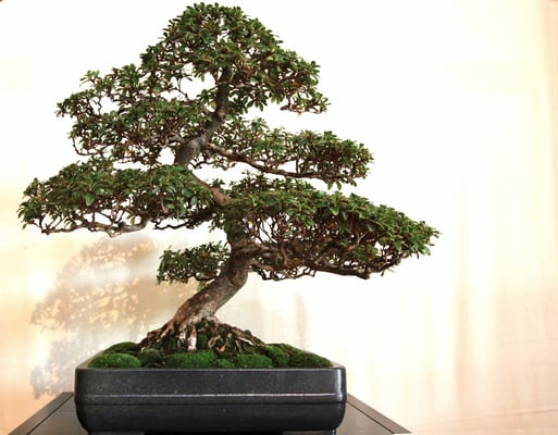 33. Azalea - Brianza Bonsai