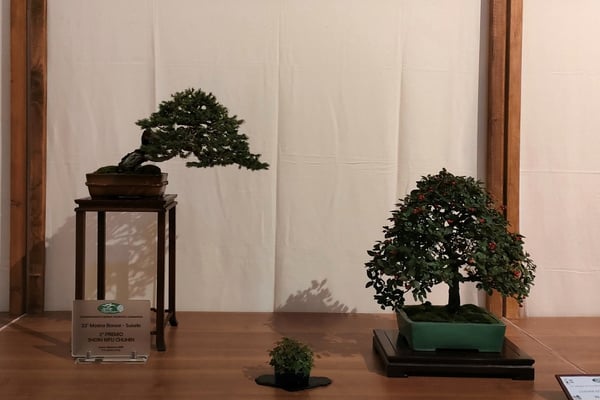 38. Abete - 39. Cotoneaster - Studio Botanico