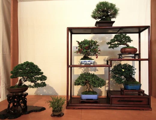 37. Composizione shohin - Studio Botanico