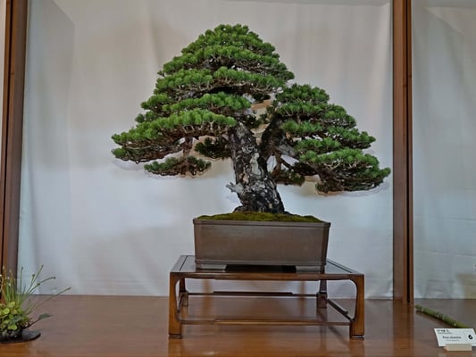 6 - Pinus sylvestris - Shookyuu En