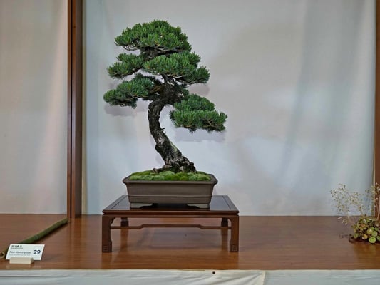 29 - Pinus parviflora ‘pentaphylla’ - Associazione Arte e Cultura Bergamo Bonsai