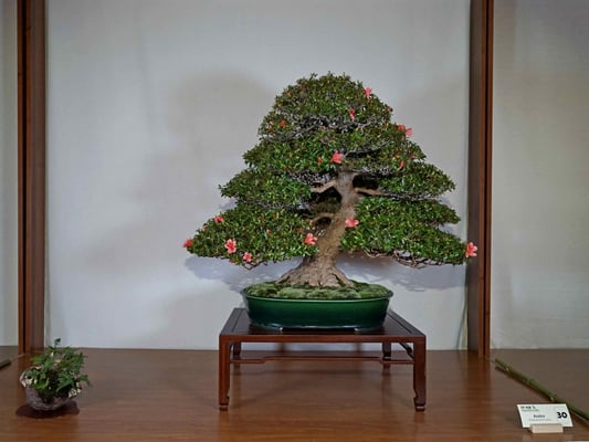 30 - Rhododendron indica - Associazione Arte e Cultura Bergamo Bonsai