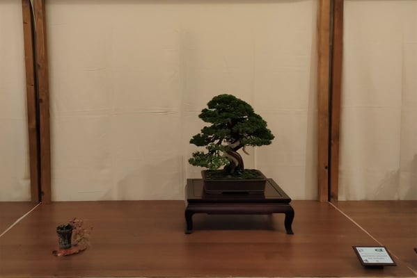 41. Ginepro Chinensis var. Itoigawa - Associazione Bonsai il Moro