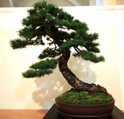 31. Larice - Brianza Bonsai